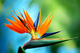 Bird of Paradise